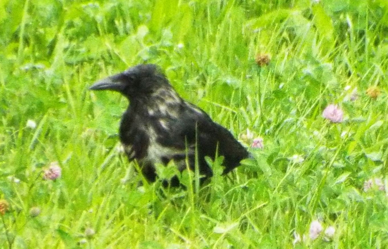 Corvidae dallo strano piumagggio: ibridi tra Cornacchia nera e Cornacchia grigia